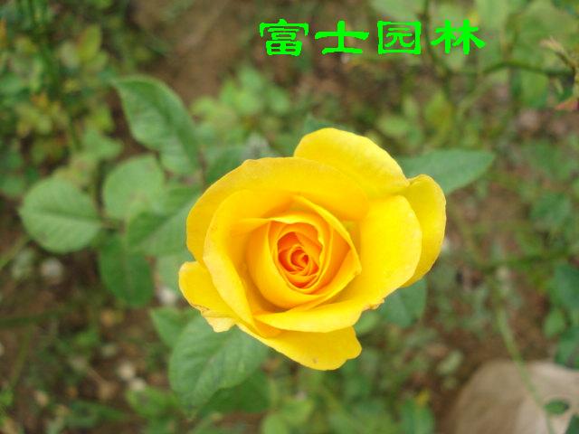 �̻���ľ-��ñ-��ñ-�Ứ-���-Ʒ���¼���ľ