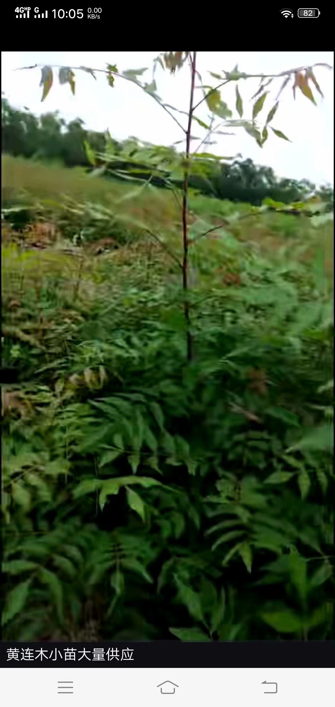 ����ľ�������۸�0.95Ԫ�߶�60CM��������ľ�۸�