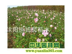 ľ��С�硢������ࡢ��ɭŮ�ꡢ��ҶŮ�ꡢ��׶��ࡢ�����