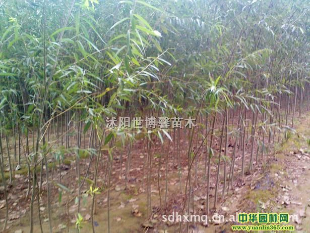 ����С�硢ӣ��С�硢��ޱС�硢��ҶŮ��С�硢��ͩС��