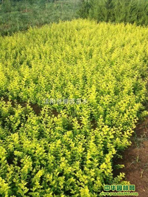 ��ҶŮ�ꡢ��Ҷʯ骡����̡��𻨡���ҶС�ޡ���ġ�ӭ��������
