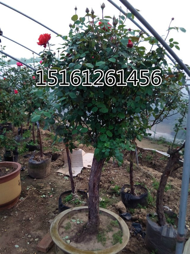 1-8���ָ߸��¼�