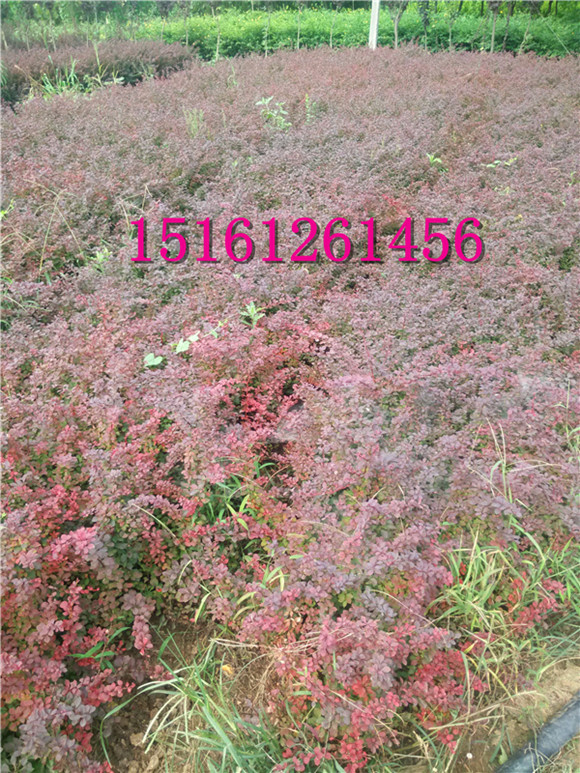 ��ҶС��С�硢����С�硢��ҶŮ��С�硢ë�ž�С��
