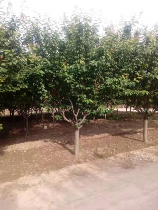 11�����ձ���ӣ12�����ձ���ӣ13�����ձ���ӣ