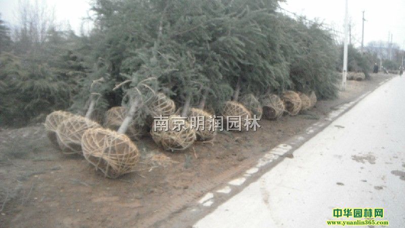 ѩ�ɡ����������𻨡���Ҷʯ骡���������������ľ