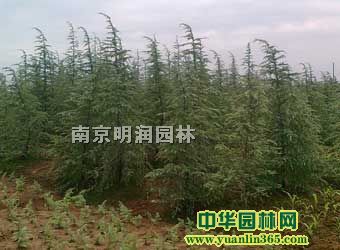ѩ�ɡ���ޱ����������ľ