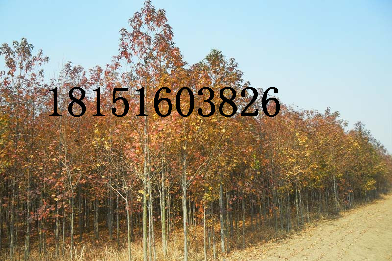 8���ַ��㡢10���ַ���