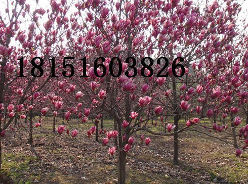 5-6-8���ֺ�����
