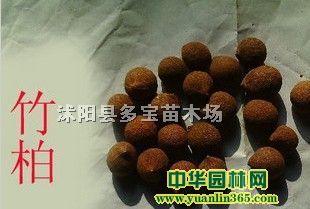 ������ӡ�����Ӣ���ӡ���ͩ����