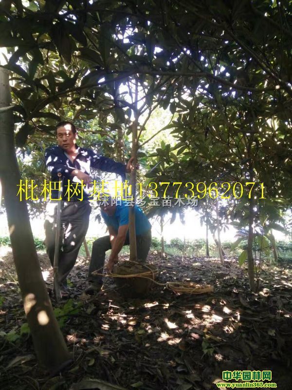 2017��ؾ�10�����������۸�530Ԫһ�ñ��ۻ��ز���ͼƬ