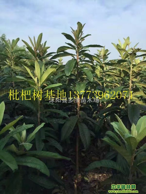 2017��ؾ�1�����������۸�5Ԫһ�ñ��ۻ��ز���ͼƬ