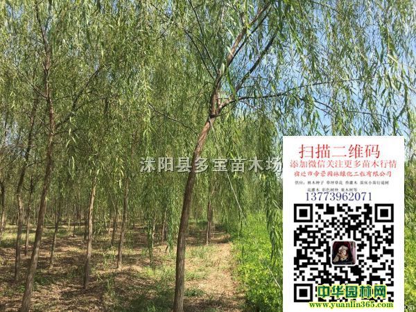 2017��3���ֺ����۸��3���ֺ������ۺ���ͼƬ��������