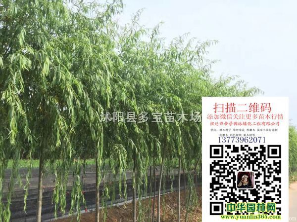 2017��6���ֺ����۸��6���ֺ������ۺ���ͼƬ��������