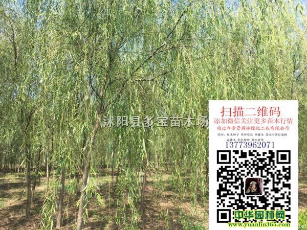 2017��8���ֺ����۸��8���ֺ������ۺ���ͼƬ��������
