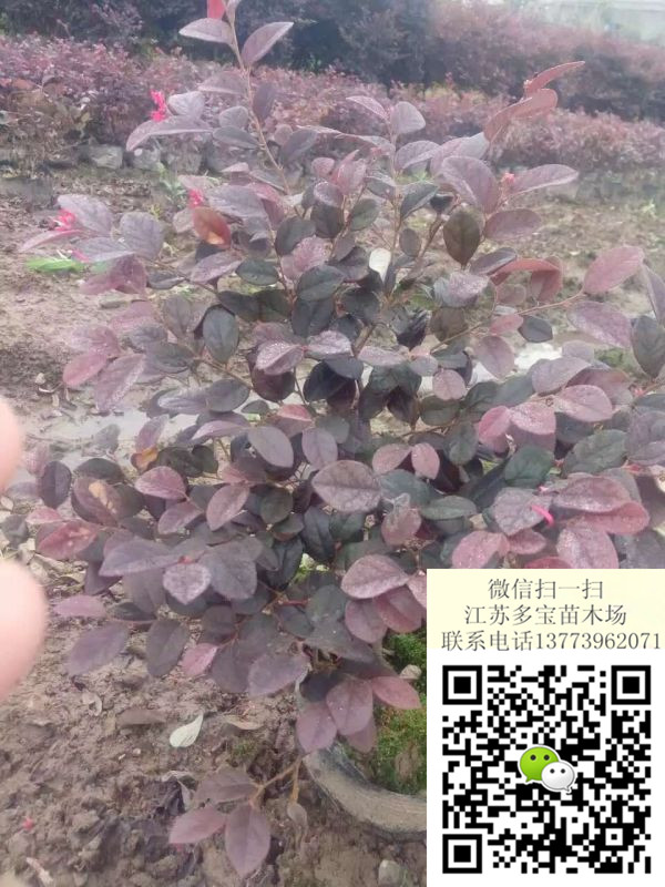 2017��40���ָ߶Ⱥ컨��ľС��۸��ͼƬ���ۻ���