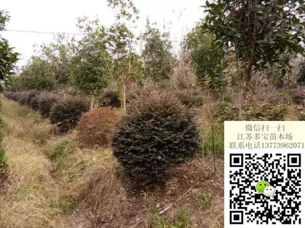 2017��50���ֹڷ��컨��ľ��۸�������ۡ�ͼƬ������