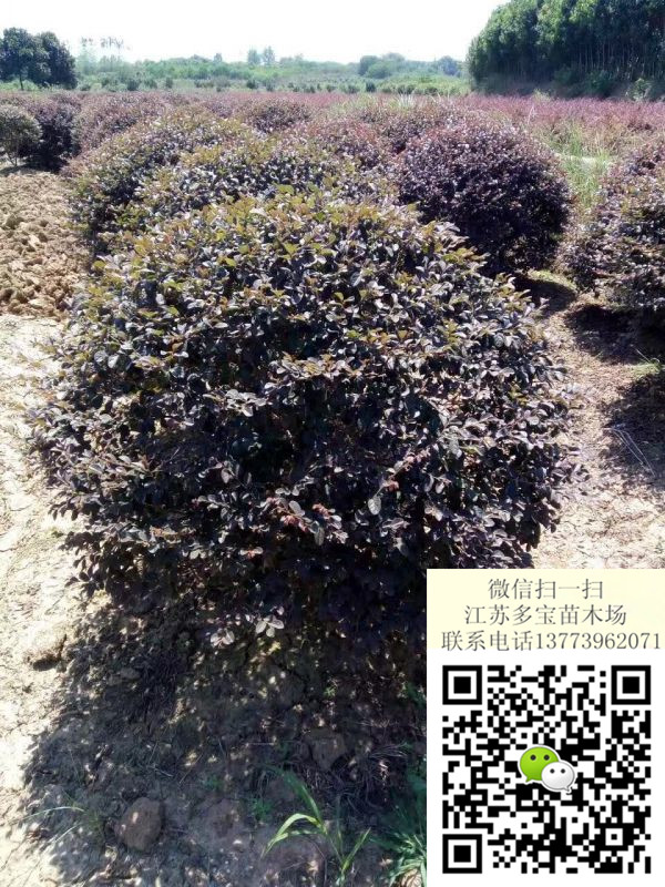 2017��70���ֹڷ��컨��ľ��۸�������ۡ�ͼƬ������