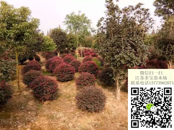 2017��1.2�׹ڷ��컨��ľ��۸�������ۡ�ͼƬ������