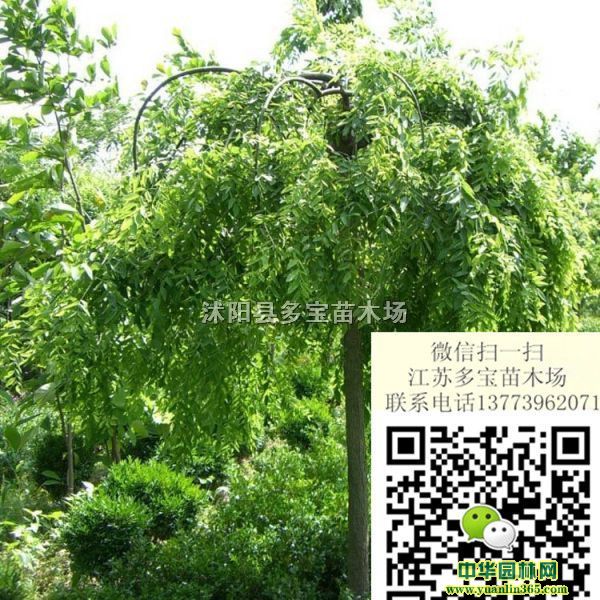 2017��5������צ���۸񡢱��ۡ����ز���ͼƬ����צ����