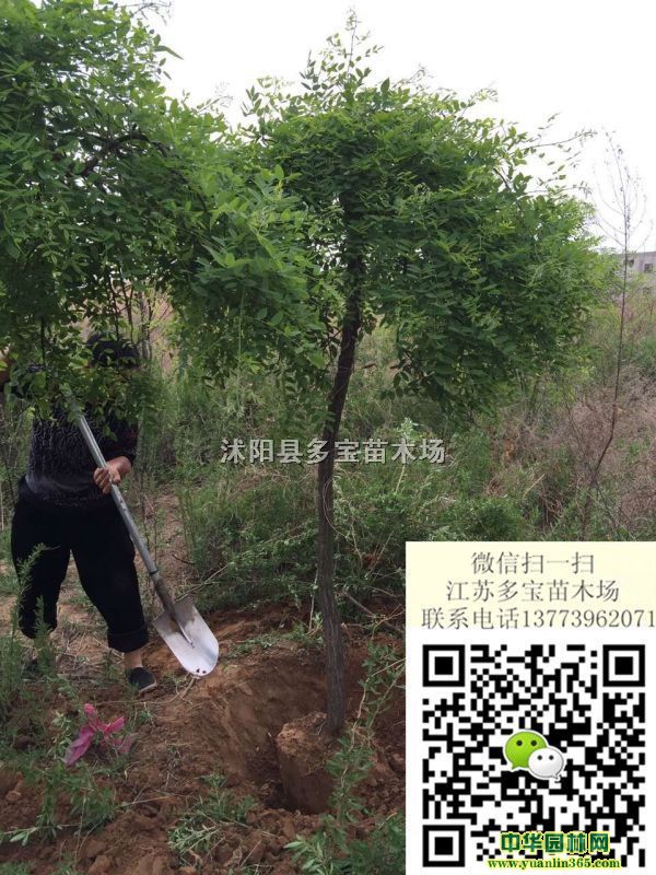 2017��12������צ���۸񡢱��ۡ����ز���ͼƬ����צ����