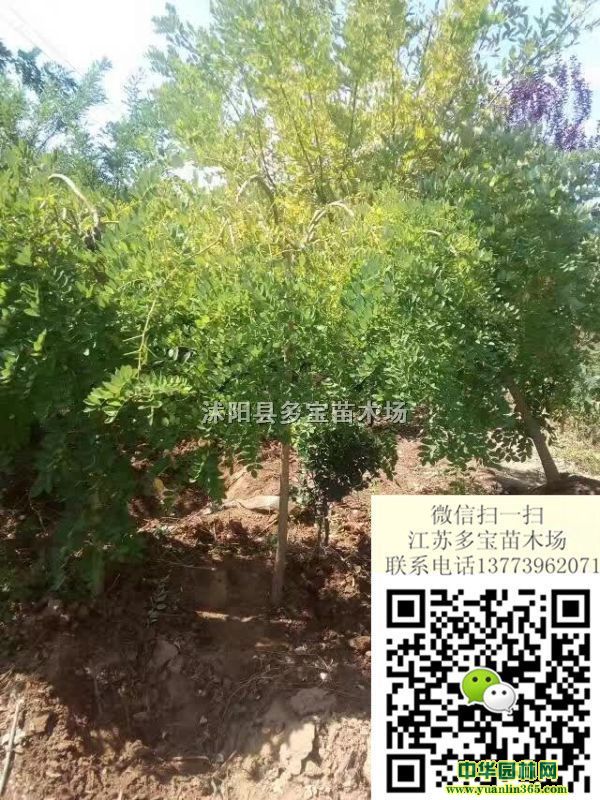2017��4������צ���۸񡢱��ۡ����ز���ͼƬ����צ����