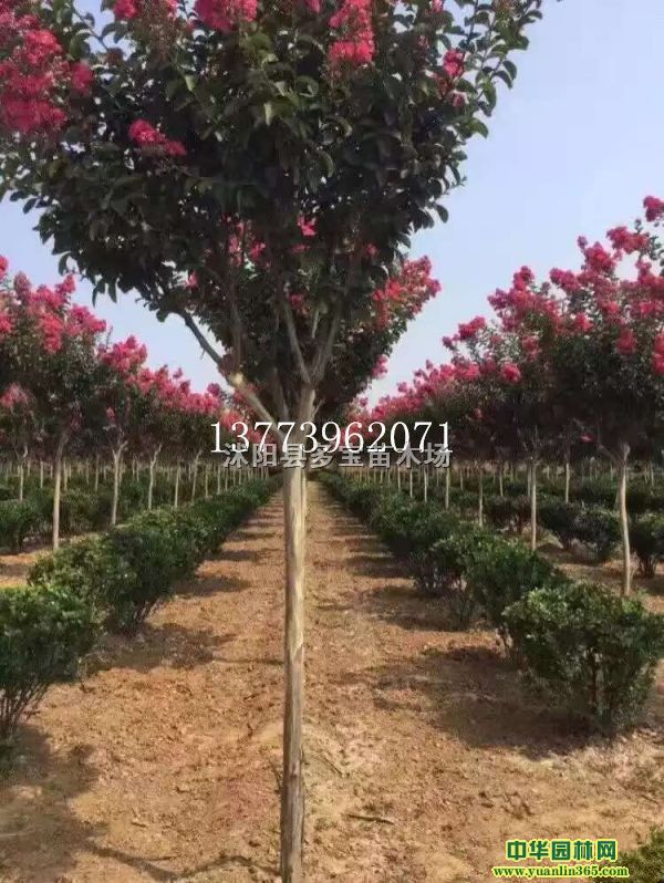 2017��4������ޱ����4������ޱ�۸�4������ޱ����