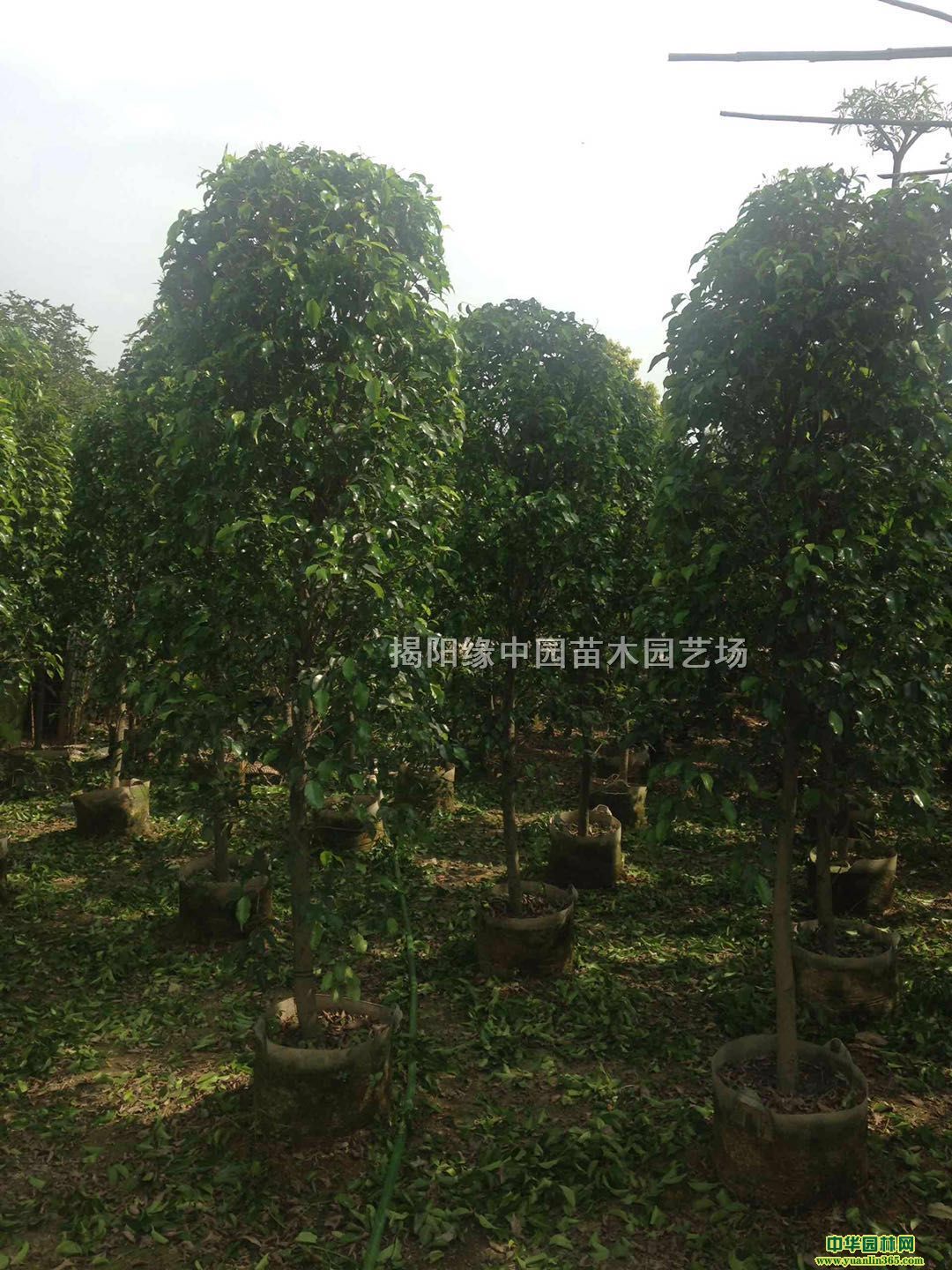 ��Ҷ�š��㶫�������������д�����������Ĵ���������