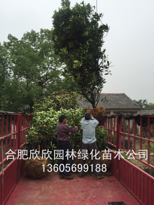 ��ʯ骹ڷ�200CM����ʯ�300CM���л�ʯ骸߶�2-6��