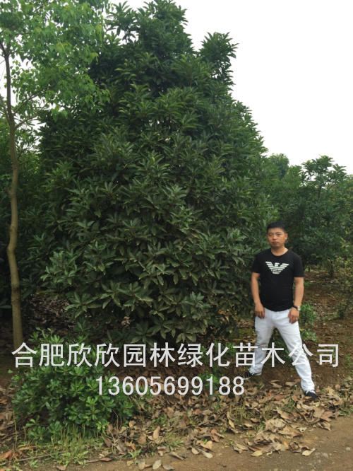 ������ʯ骹ڷ�250CM����ʯ骸߶�300CM����ʯ�