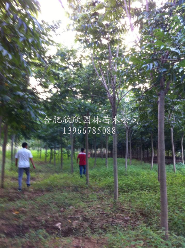 �޻��ӡ���鵡������޻��ӡ���������������