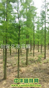 2-10���ֳ�ɼ