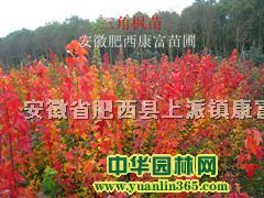 ���Ƿ��硢��Ƿ��硢�����硢��Ҷ���硢ľ�������ľ