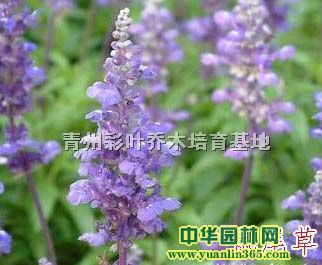 ������ŵ����԰�պ����绨���õر��ݻ���β��