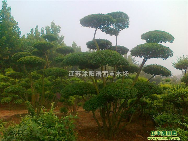江苏沭阳语茜苗木场