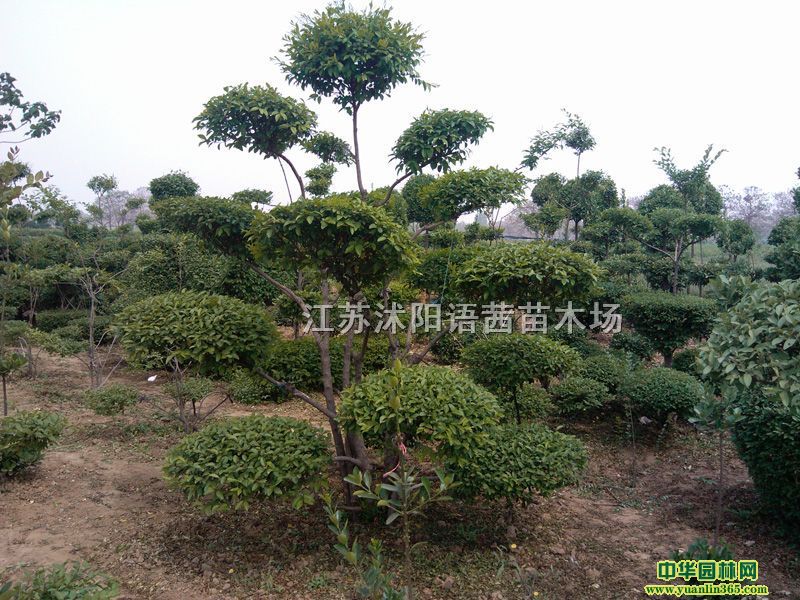 江苏沭阳语茜苗木场