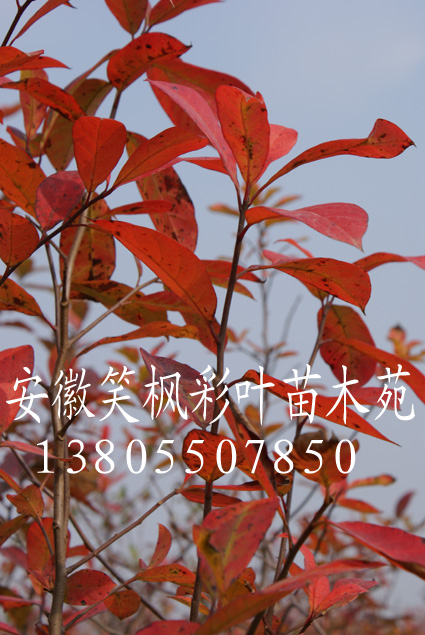 安徽笑枫彩叶苗木苑