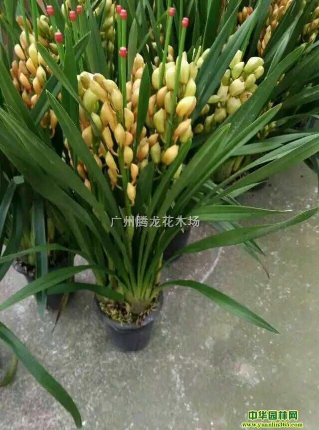 �󻨻�������