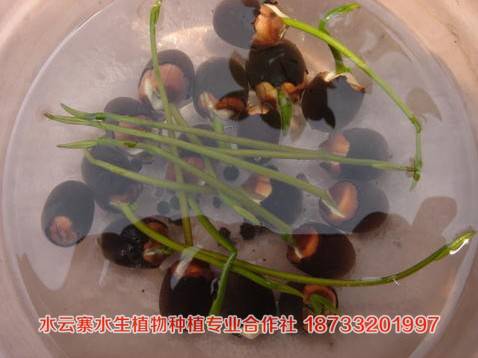�ɻ����ӡ��ɻ���˯����������ǧ���˵�ˮ��ֲ��