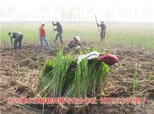 «έ��«έ�硢«έ���硢�ɻ���˯����ˮ�С����ѵ�ˮ��ֲ��