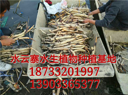 �ɻ����硢�ɻ�ź�硢�ɻ���ź���ɻ��硢˯��
