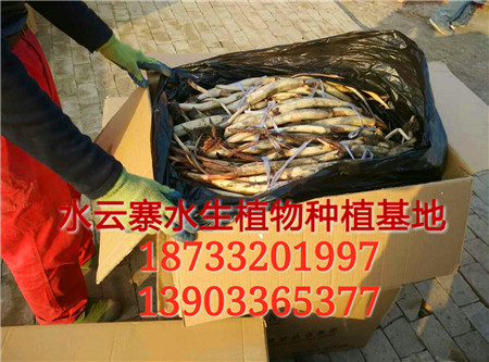 �ɻ��硢�ɻ�ź�֡�˯��