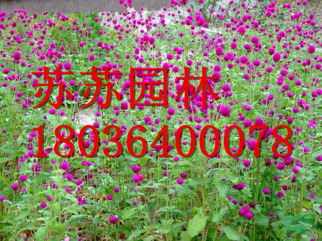 ǧ�պ��硢ǧ�պ�����