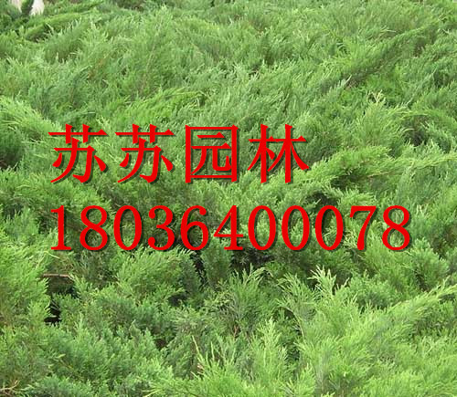 ɳ�ذ���ľ