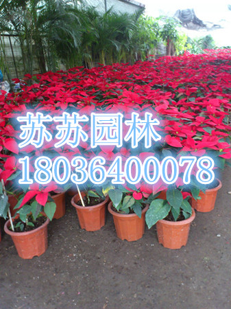 һƷ��