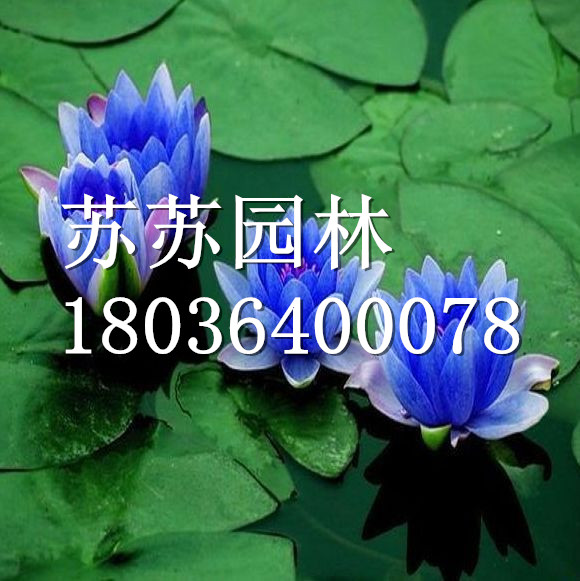 ˯�������ӡ�����