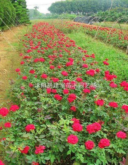 �¼����Ứ�¼���Ʒ���¼����ٱ��¼���Ǿޱ