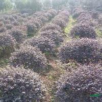 �컨��ľʵ��p60-120��Сë��p50