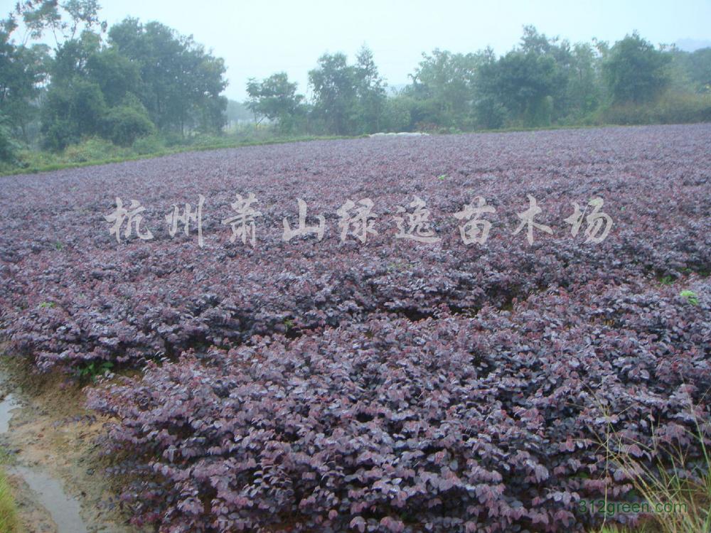 ����ɫ���硢����ľ�����ࡢ��ľ��ˮ��ֲ���