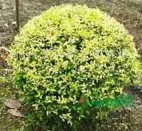 ��ɭŮ�ꡢ��ҶŮ����p120-200ʵ��