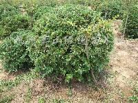 ����ɫ���硢p40-200cm����